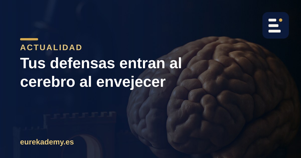 Las células que invaden el cerebro al envejecer: la biología detrás
