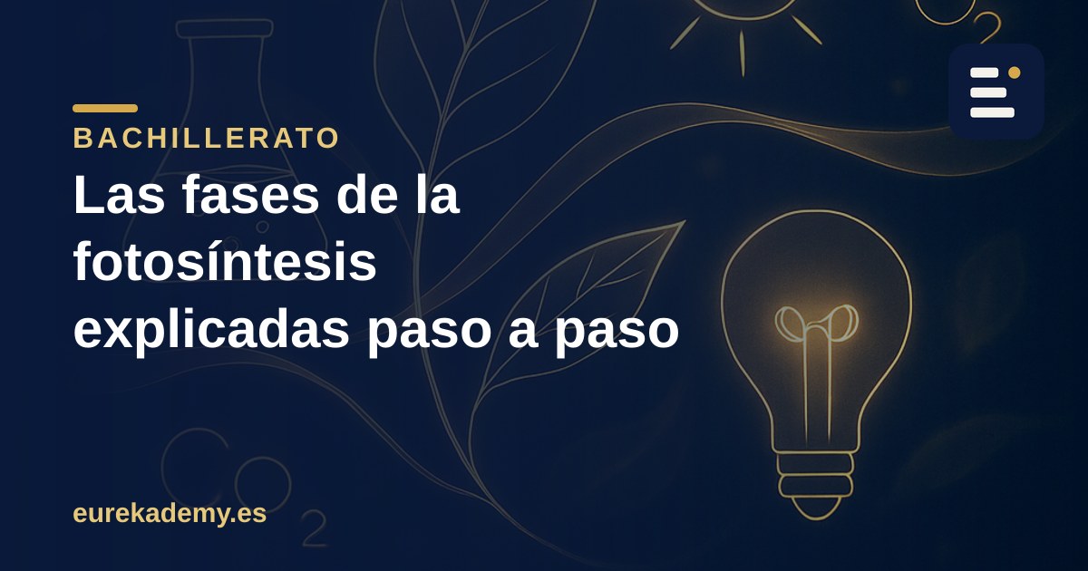 Las fases de la fotosíntesis explicadas paso a paso