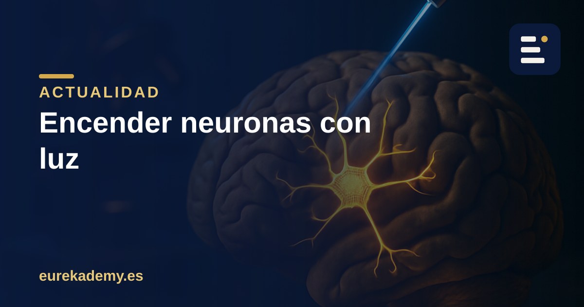 El Nobel de Medicina 2026 enciende neuronas con luz: la biología que hay detrás