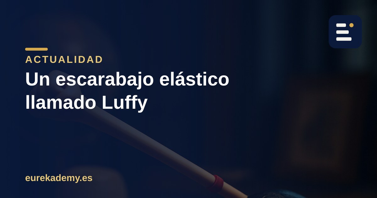 Un escarabajo llamado Luffy: cómo se bautizan las especies
